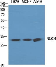 Western Blot analysis of L929 MCF7 A549 cells using NQO1 Polyclonal Antibody