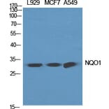 Western blot - NQO1 Polyclonal Antibody from Signalway Antibody (41254) - Antibodies.com