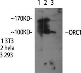 Western Blot analysis of NIH-3T3 HELA 293 cells using ORC1 Polyclonal Antibody