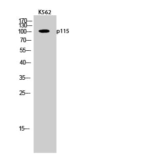 Western Blot analysis of K562 cells using p115 Polyclonal Antibody