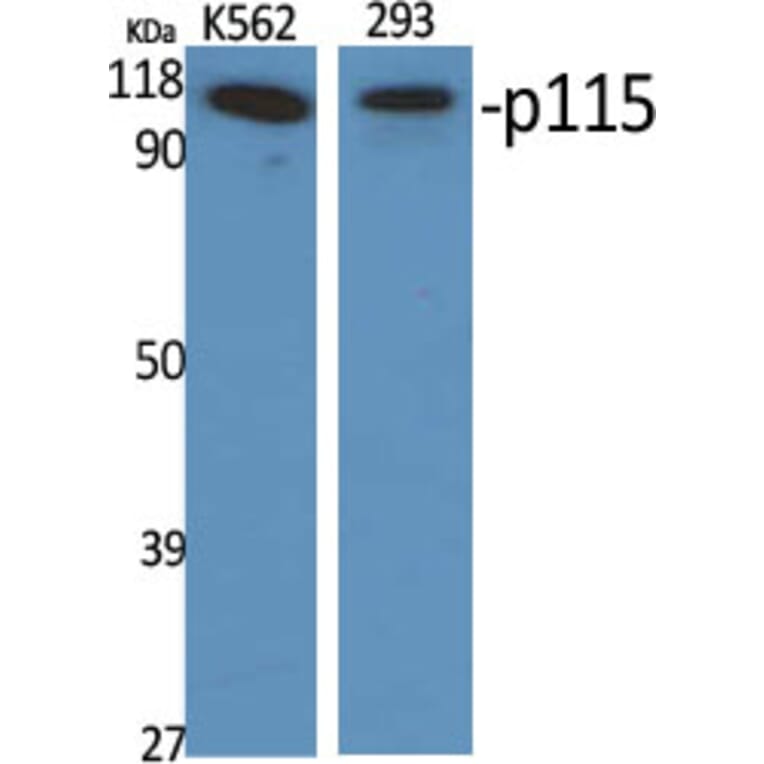 Western blot - p115 Polyclonal Antibody from Signalway Antibody (41294) - Antibodies.com