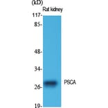 Western blot - PSCA Polyclonal Antibody from Signalway Antibody (41364) - Antibodies.com