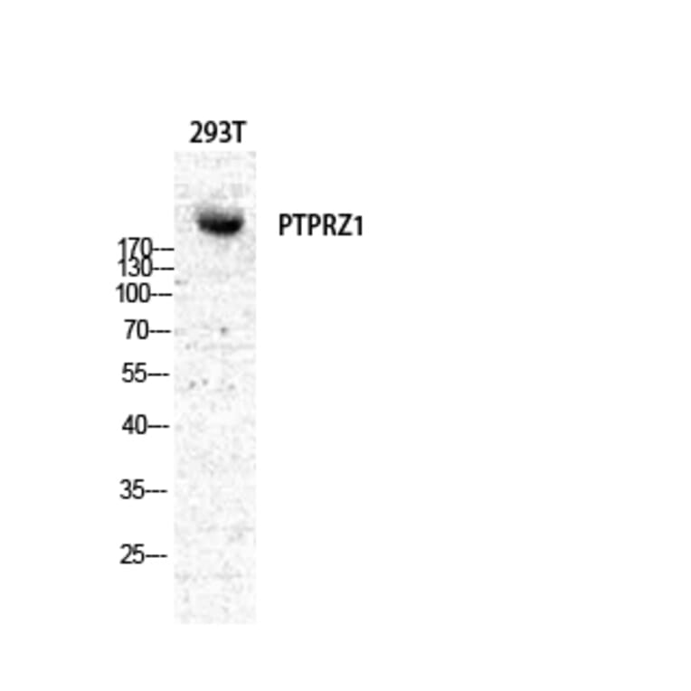 Western blot - PTPζ Polyclonal Antibody from Signalway Antibody (41370) - Antibodies.com