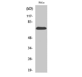Western blot - SDHA Polyclonal Antibody from Signalway Antibody (41423) - Antibodies.com