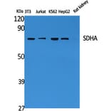 Western blot - SDHA Polyclonal Antibody from Signalway Antibody (41423) - Antibodies.com