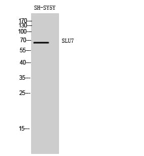Western Blot analysis of SH-SY5Y cells using SLU7 Polyclonal Antibody