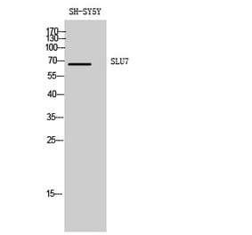 Western blot - SLU7 Polyclonal Antibody from Signalway Antibody (41440) - Antibodies.com
