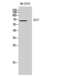 Western blot - SLU7 Polyclonal Antibody from Signalway Antibody (41440) - Antibodies.com