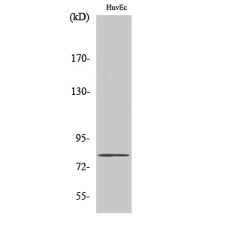 Western blot - SMIT Polyclonal Antibody from Signalway Antibody (41447) - Antibodies.com