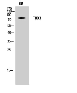 Western Blot analysis of KB cells using TBX3 Polyclonal Antibody