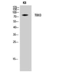 Western blot - TBX3 Polyclonal Antibody from Signalway Antibody (41482) - Antibodies.com