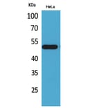 Western blot - LXRα Polyclonal Antibody from Signalway Antibody (41558) - Antibodies.com