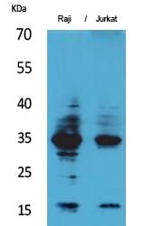 Western Blot analysis of Raji Jurkat cells using IL-4 Polyclonal Antibody
