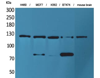 Western Blot analysis of H460 MCF7 K562 BT474 mouse brain cells using CD56 Polyclonal Antibody