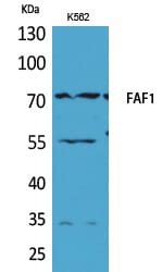 Western Blot analysis of K562 cells using FAF1 Polyclonal Antibody