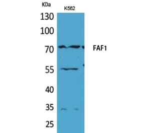 Western blot - FAF1 Polyclonal Antibody from Signalway Antibody (41564) - Antibodies.com