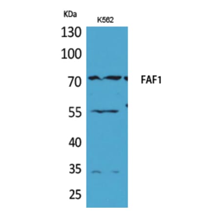 Western blot - FAF1 Polyclonal Antibody from Signalway Antibody (41564) - Antibodies.com