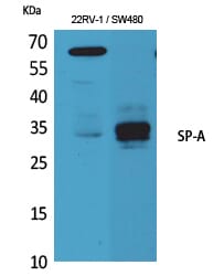 Western Blot analysis of K562 mouse lung cells using SP-A Polyclonal Antibody