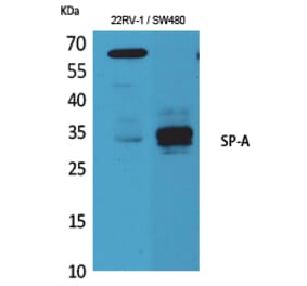 Western blot - SP-A Polyclonal Antibody from Signalway Antibody (41600) - Antibodies.com