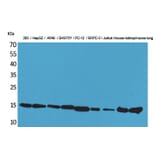 Western blot - CyPA Polyclonal Antibody from Signalway Antibody (41606) - Antibodies.com