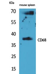 Western Blot analysis of mouse spleen cells using CD68 Polyclonal Antibody