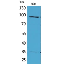 Western blot - MCM3 Polyclonal Antibody from Signalway Antibody (41625) - Antibodies.com