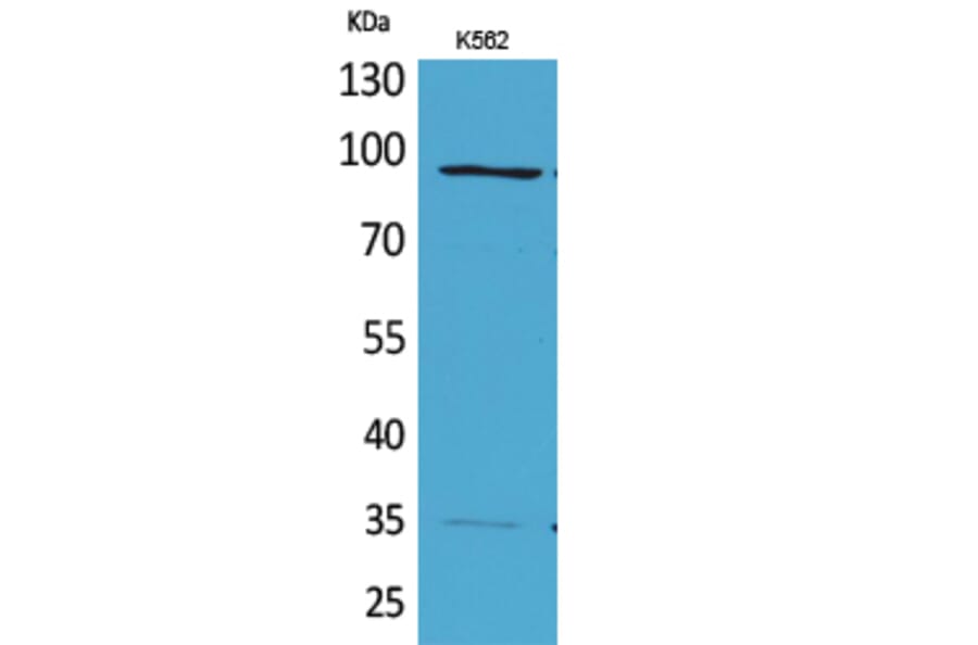 Western blot - MCM3 Polyclonal Antibody from Signalway Antibody (41625) - Antibodies.com