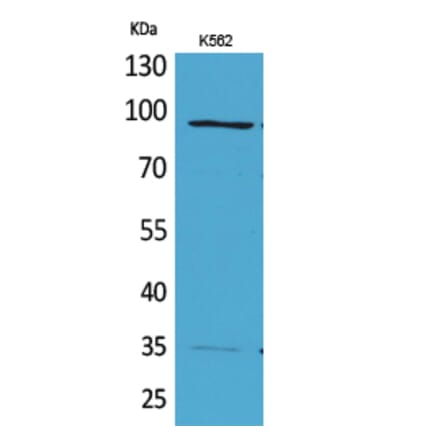 Western blot - MCM3 Polyclonal Antibody from Signalway Antibody (41625) - Antibodies.com