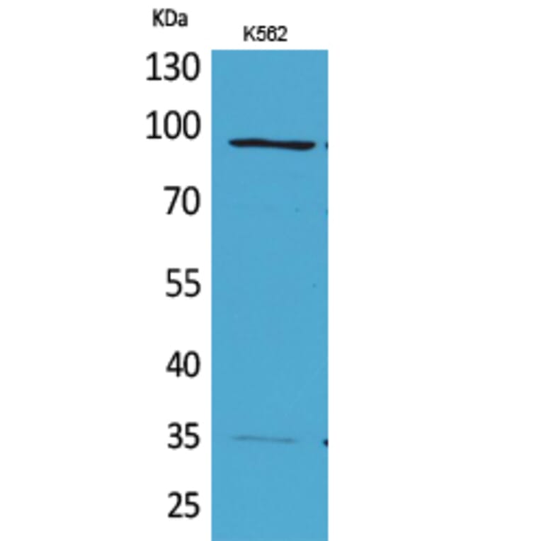Western blot - MCM3 Polyclonal Antibody from Signalway Antibody (41625) - Antibodies.com