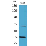 Western blot - TFPI Polyclonal Antibody from Signalway Antibody (41643) - Antibodies.com