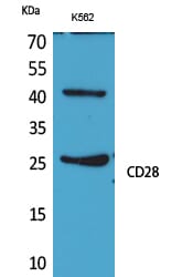 Western Blot analysis of K562 cells using CD28 Polyclonal Antibody