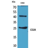 Western blot - CD28 Polyclonal Antibody from Signalway Antibody (41651) - Antibodies.com