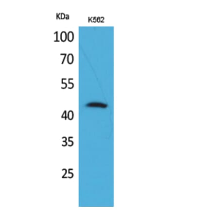 Western blot - CD48 Polyclonal Antibody from Signalway Antibody (41654) - Antibodies.com