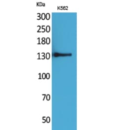 Western blot - CD50 Polyclonal Antibody from Signalway Antibody (41656) - Antibodies.com