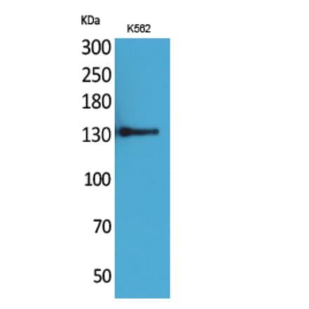 Western blot - CD50 Polyclonal Antibody from Signalway Antibody (41656) - Antibodies.com