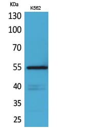 Western Blot analysis of K562 cells using CD55 Polyclonal Antibody