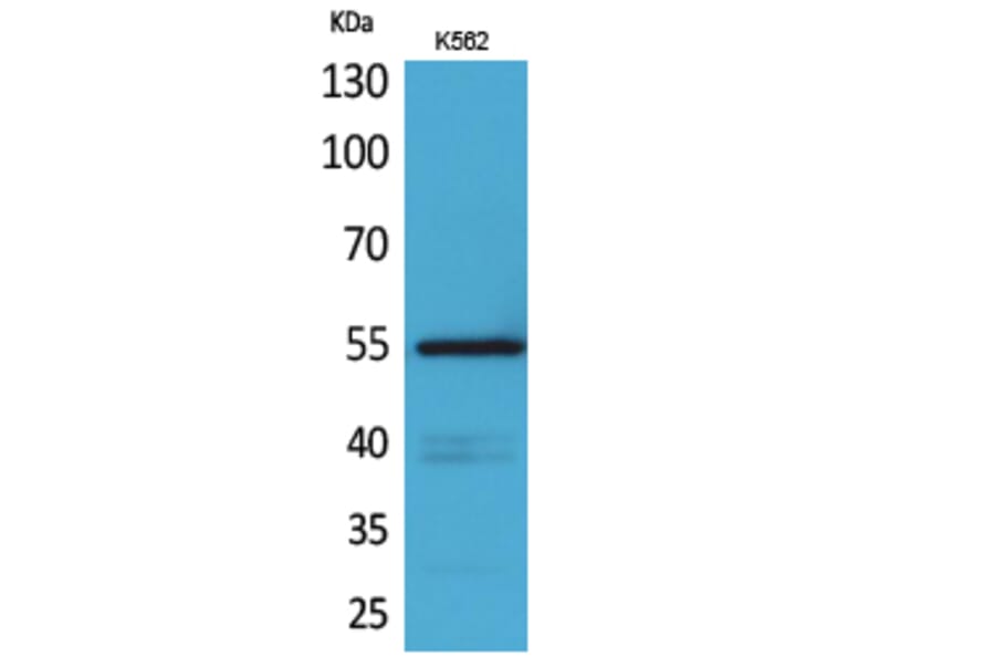 Western blot - CD55 Polyclonal Antibody from Signalway Antibody (41657) - Antibodies.com