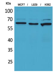 Western Blot analysis of MCF7 L929 K562 cells using CD73 Polyclonal Antibody