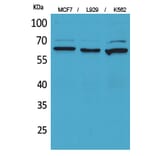 Western blot - CD73 Polyclonal Antibody from Signalway Antibody (41661) - Antibodies.com