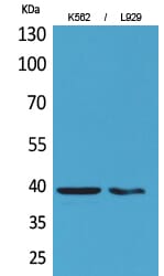 Western Blot analysis of K562 L929 cells using CD84 Polyclonal Antibody