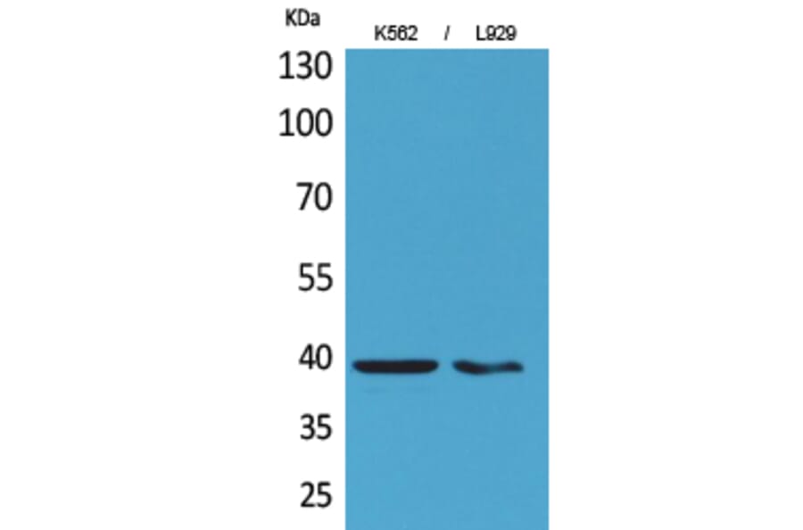Western blot - CD84 Polyclonal Antibody from Signalway Antibody (41663) - Antibodies.com