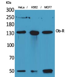 Western Blot analysis of HeLa K562 MCF7 cells using Ob-R Polyclonal Antibody
