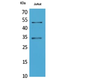Western blot - MyoD Polyclonal Antibody from Signalway Antibody (41730) - Antibodies.com
