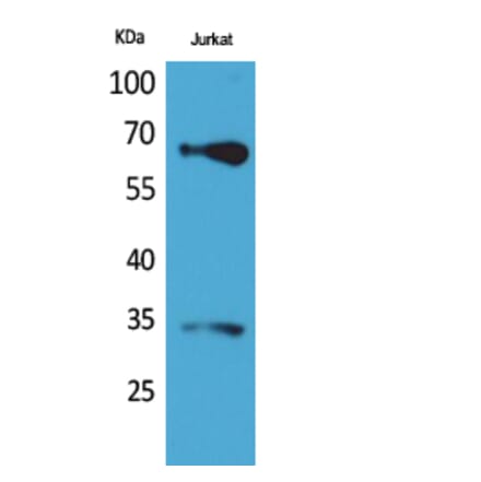 Western blot - Nrf2 Polyclonal Antibody from Signalway Antibody (41731) - Antibodies.com