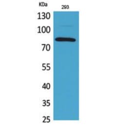 Western blot - MCM7 Polyclonal Antibody from Signalway Antibody (41758) - Antibodies.com