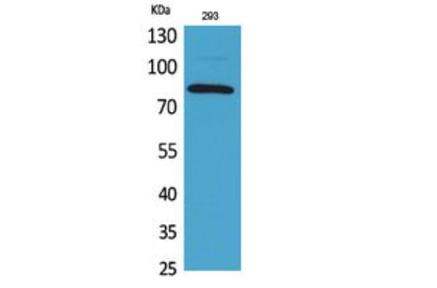 Western blot - MCM7 Polyclonal Antibody from Signalway Antibody (41758) - Antibodies.com