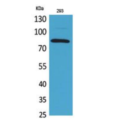 Western blot - MCM7 Polyclonal Antibody from Signalway Antibody (41758) - Antibodies.com
