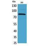 Western blot - MCM7 Polyclonal Antibody from Signalway Antibody (41758) - Antibodies.com