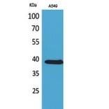 Western blot - NTCP Polyclonal Antibody from Signalway Antibody (41759) - Antibodies.com