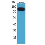 Western blot - CD71 Polyclonal Antibody from Signalway Antibody (41761) - Antibodies.com